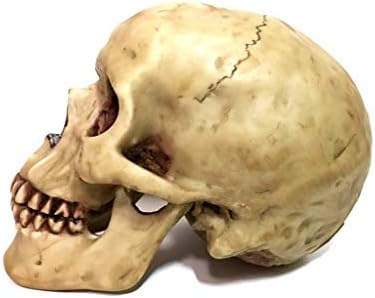 Realistic Grinning Human Skull Statue 65x425x46