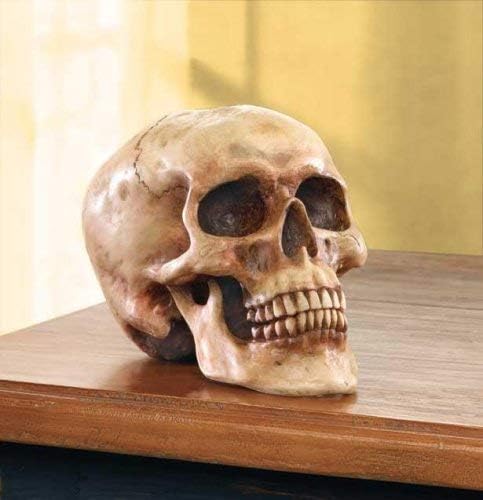 Realistic Grinning Human Skull Statue 65x425x46