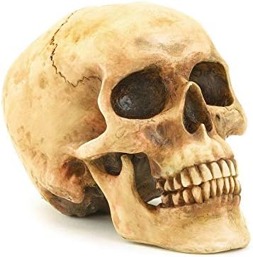 Realistic Grinning Human Skull Statue 65x425x46