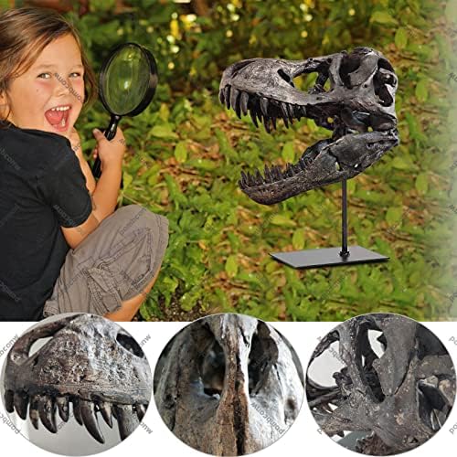 T-Rex Skull Resin Replica 118 Inch Home Decor
