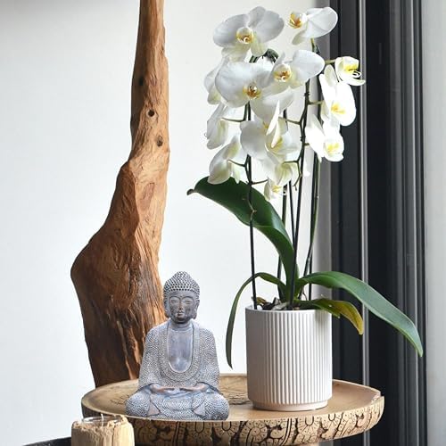 Tolatr Buddha Statue 866 Inch Resin Garden Decor