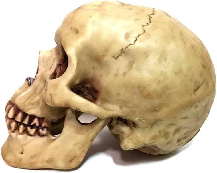 Realistic Grinning Human Skull Statue 65x425x46