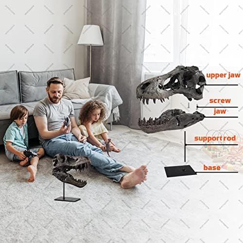 T-Rex Skull Resin Replica 118 Inch Home Decor