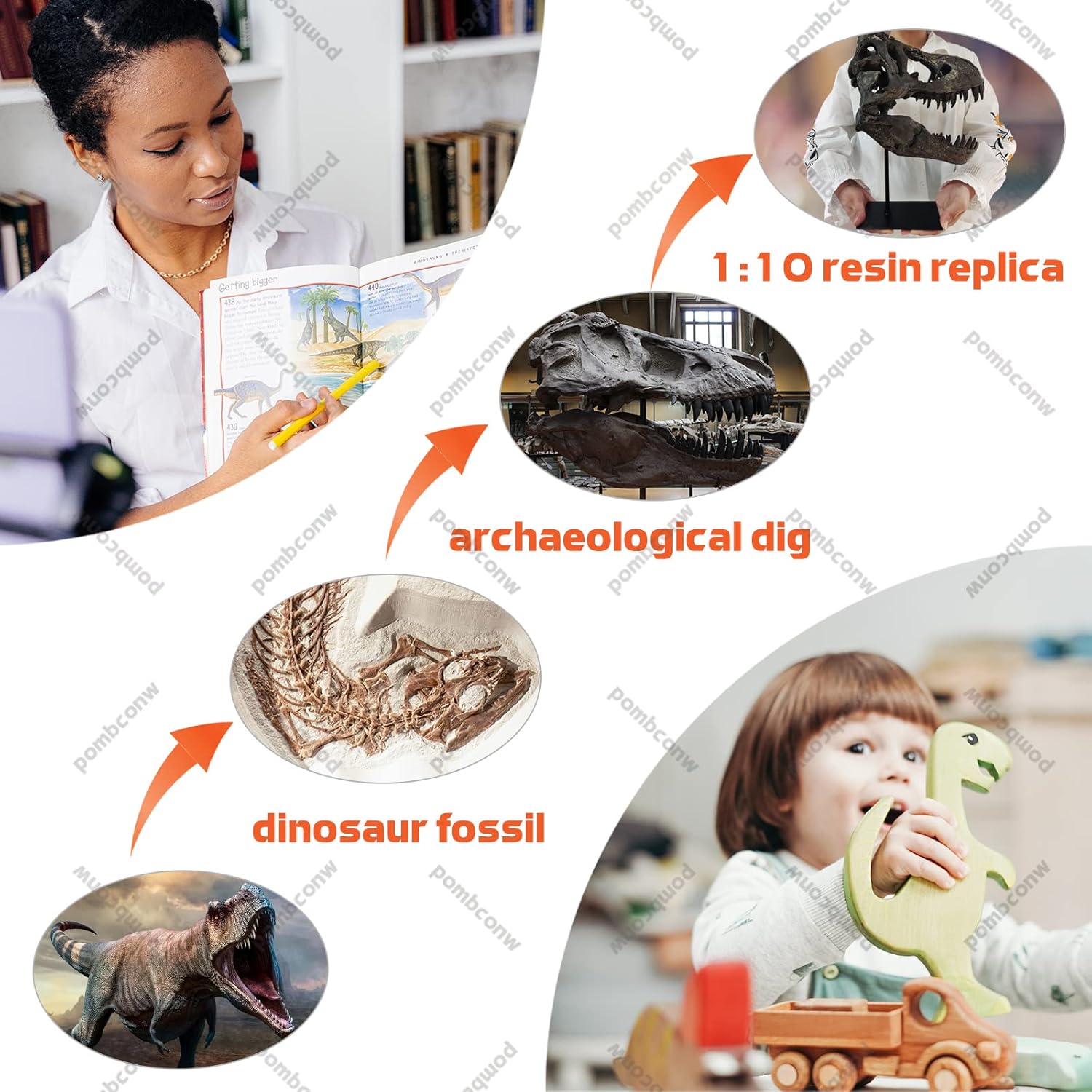T-Rex Skull Resin Replica 118 Inch Home Decor