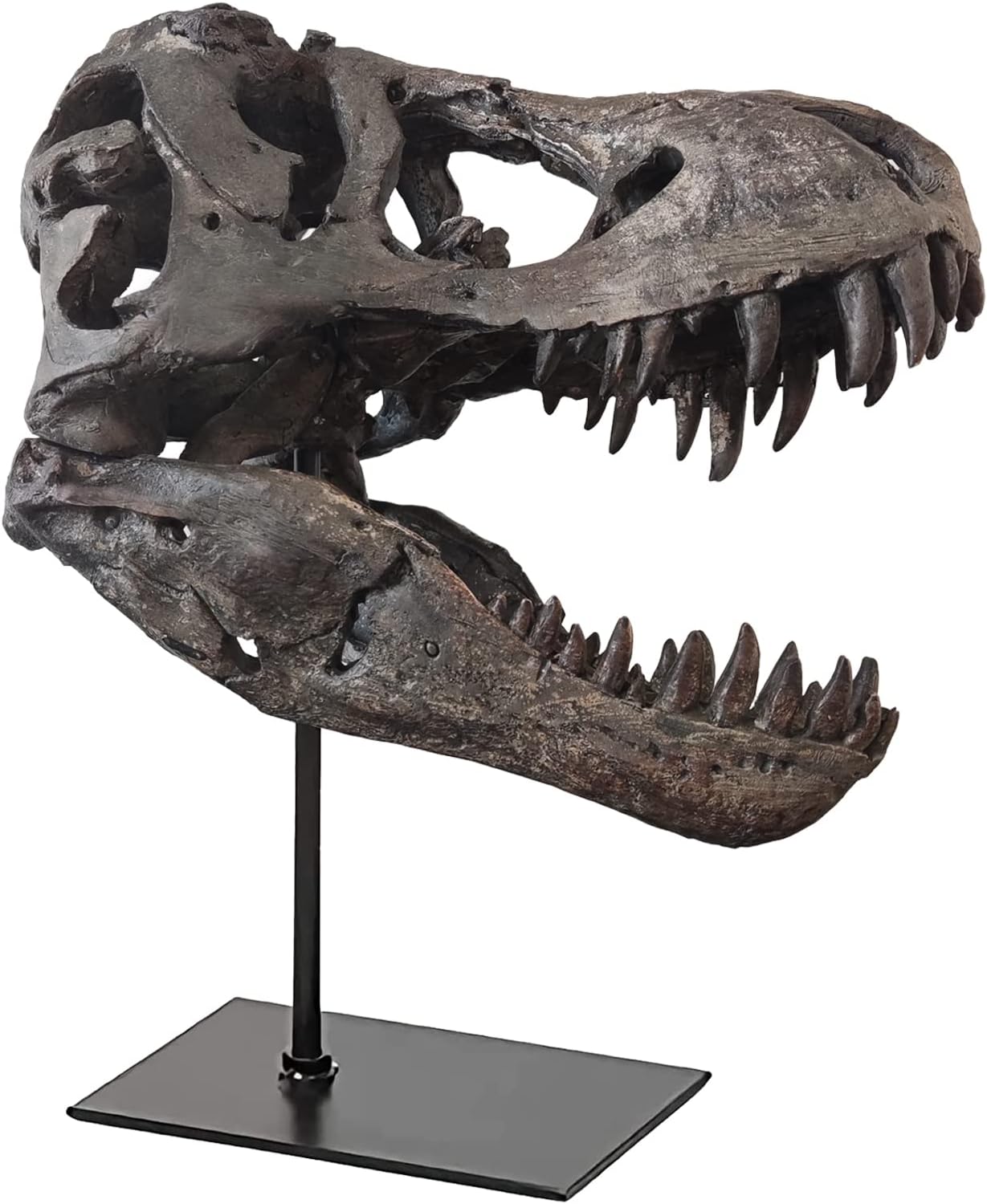 T-Rex Skull Resin Replica 118 Inch Home Decor
