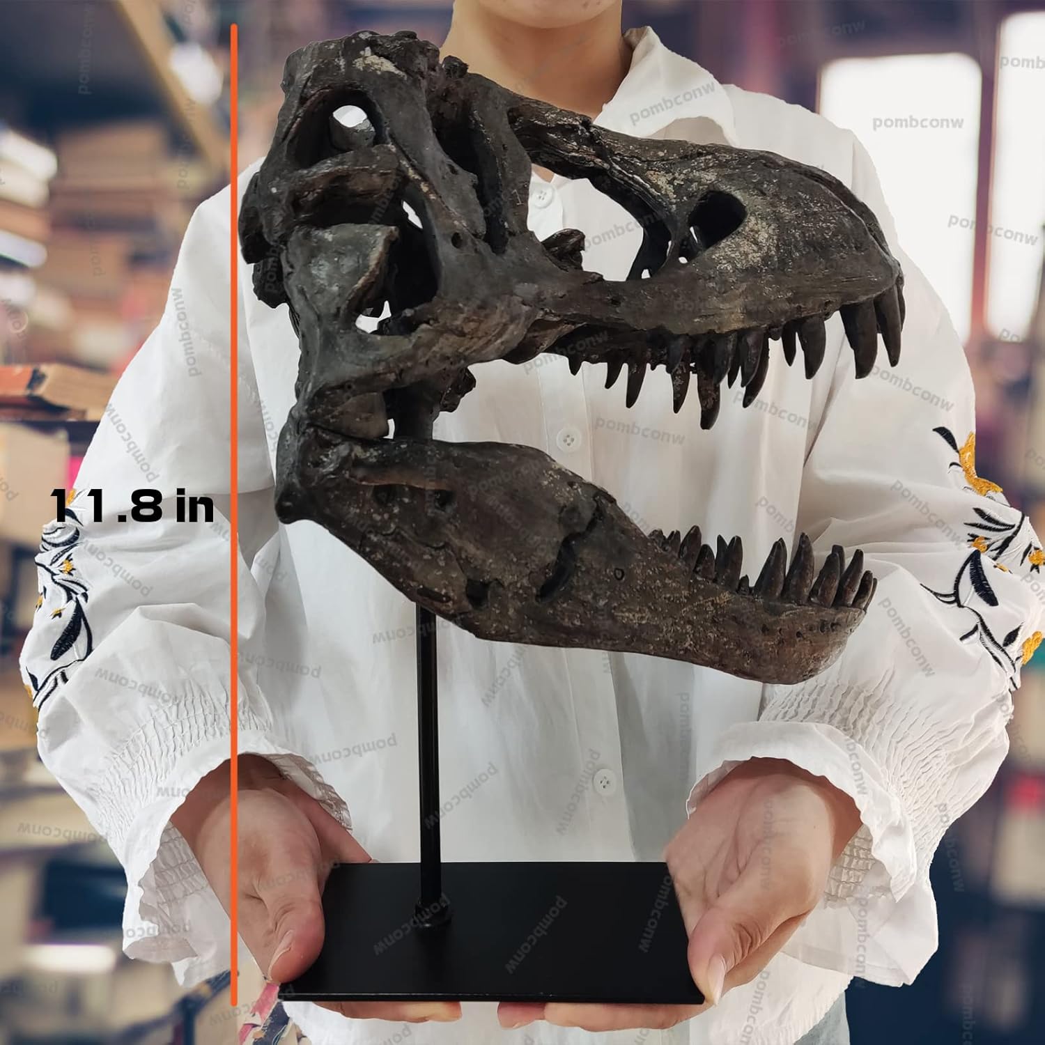 T-Rex Skull Resin Replica 118 Inch Home Decor